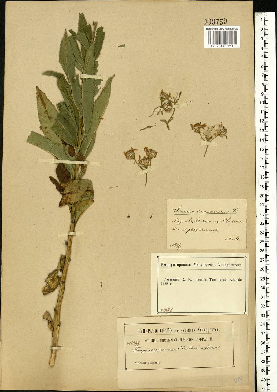 Senecio sarracenicus L., Eastern Europe, Central forest-and-steppe region (E6) (Russia)