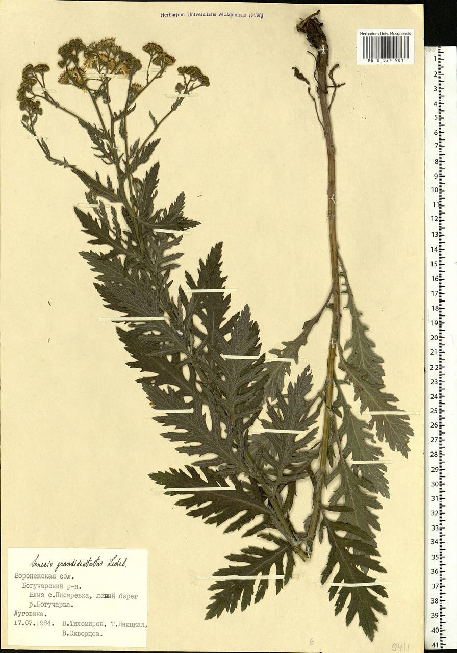 Jacobaea erucifolia subsp. grandidentata (Ledeb.) V. V. Fateryga & Fateryga, Eastern Europe, Central forest-and-steppe region (E6) (Russia)