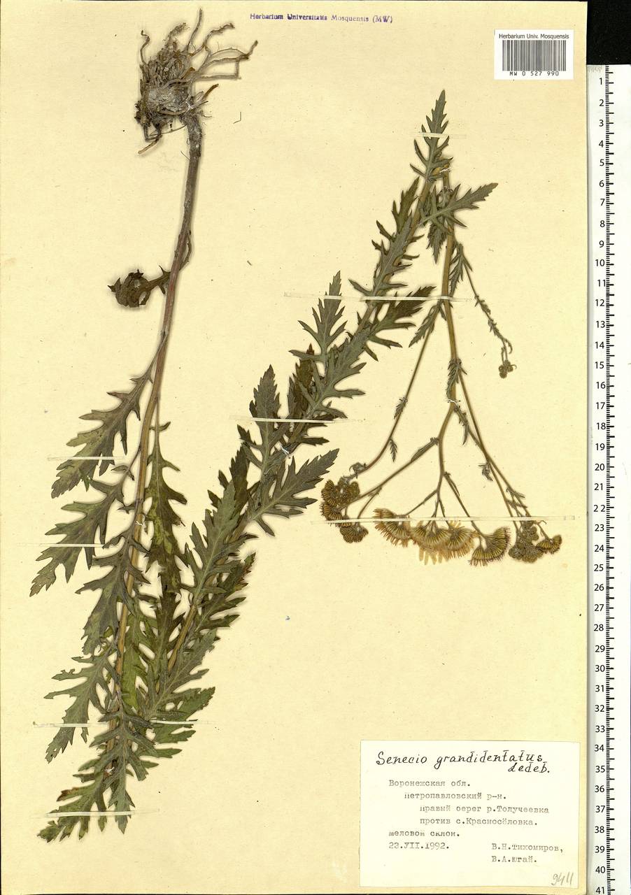 Jacobaea erucifolia subsp. grandidentata (Ledeb.) V. V. Fateryga & Fateryga, Eastern Europe, Central forest-and-steppe region (E6) (Russia)