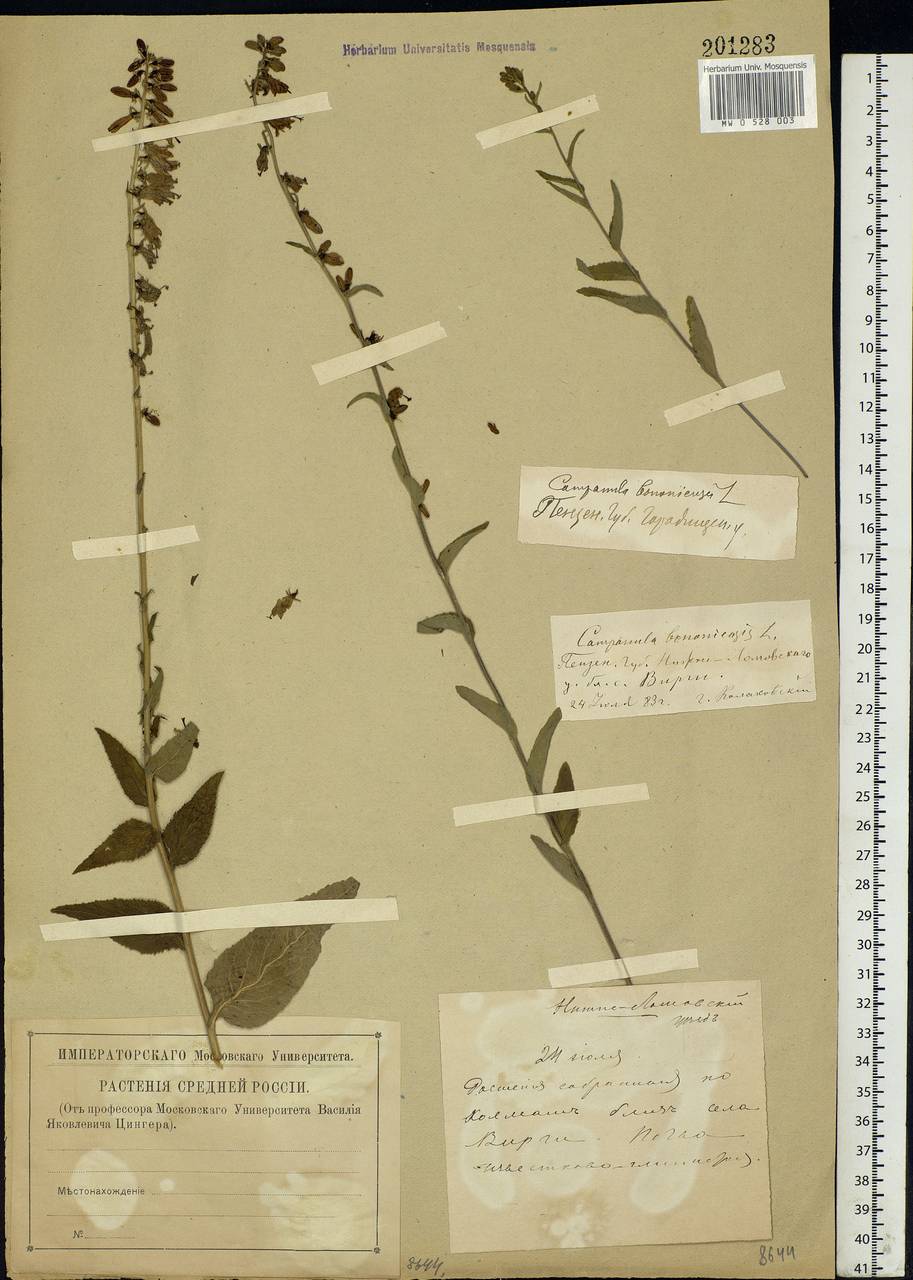 Campanula bononiensis L., Eastern Europe, Middle Volga region (E8) (Russia)