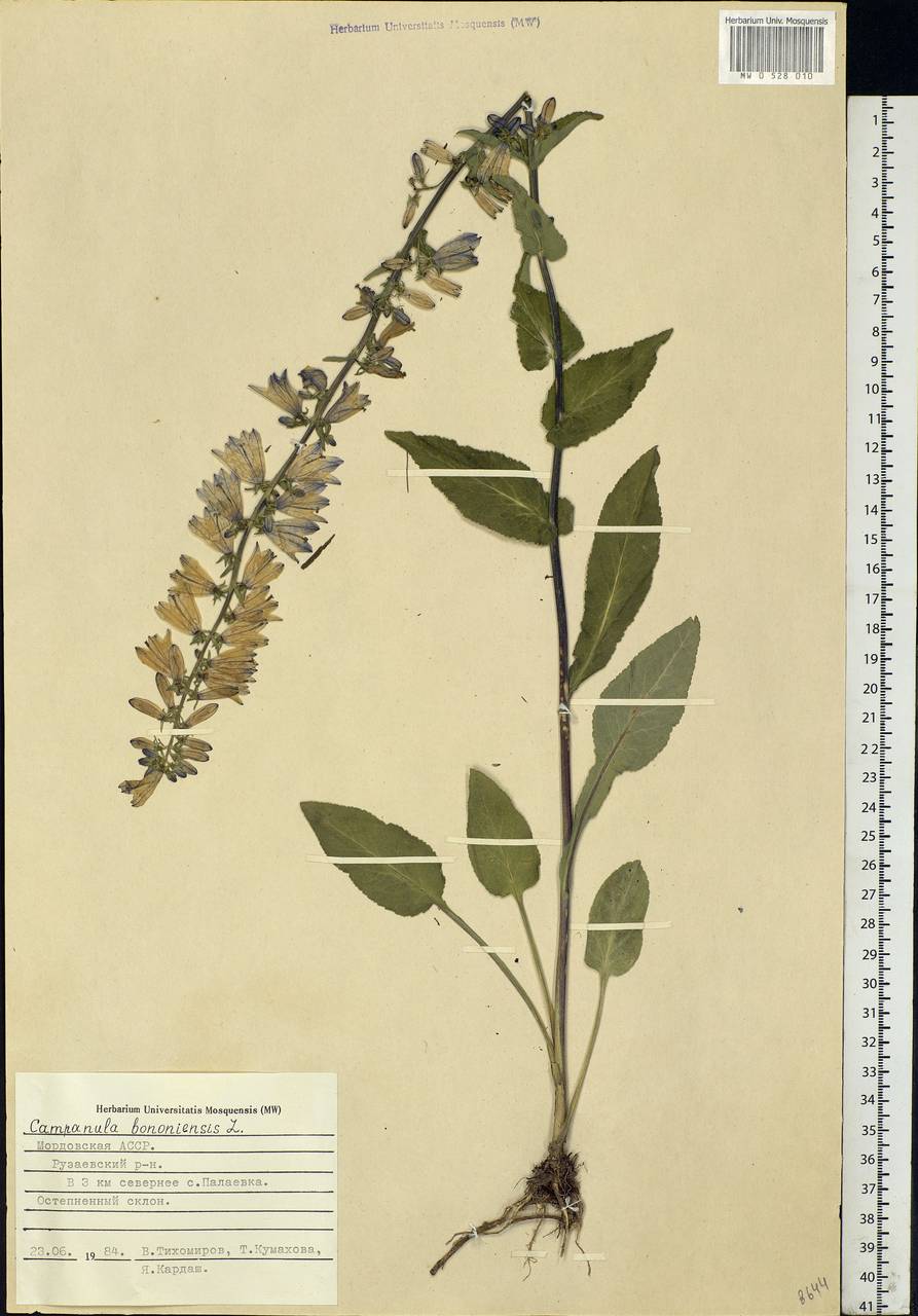 Campanula bononiensis L., Eastern Europe, Middle Volga region (E8) (Russia)