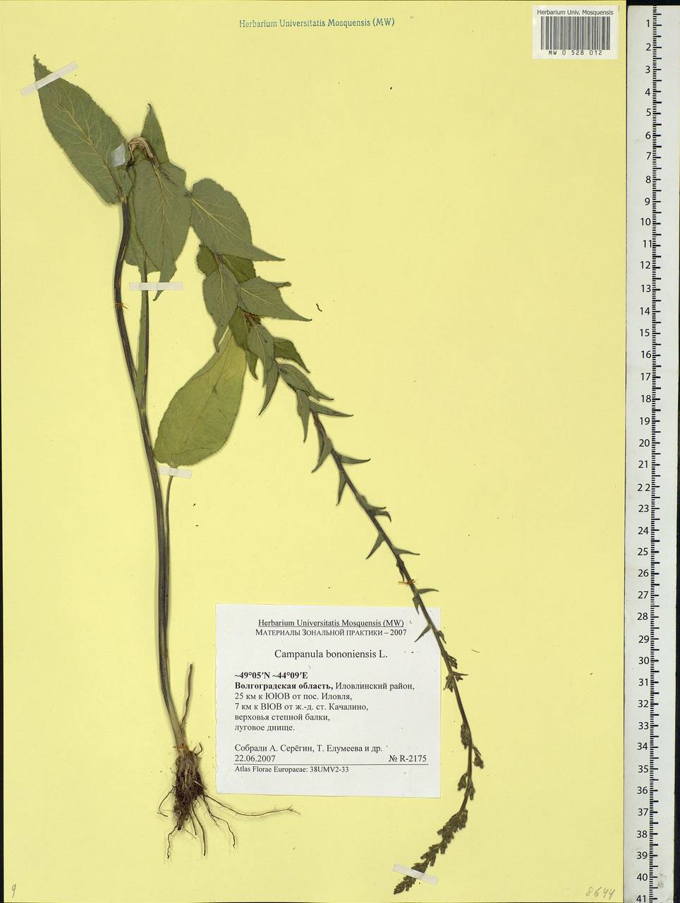 Campanula bononiensis L., Eastern Europe, Lower Volga region (E9) (Russia)