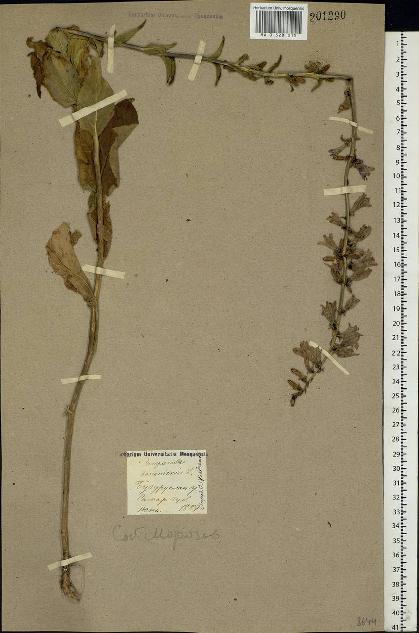 Campanula bononiensis L., Eastern Europe, Eastern region (E10) (Russia)