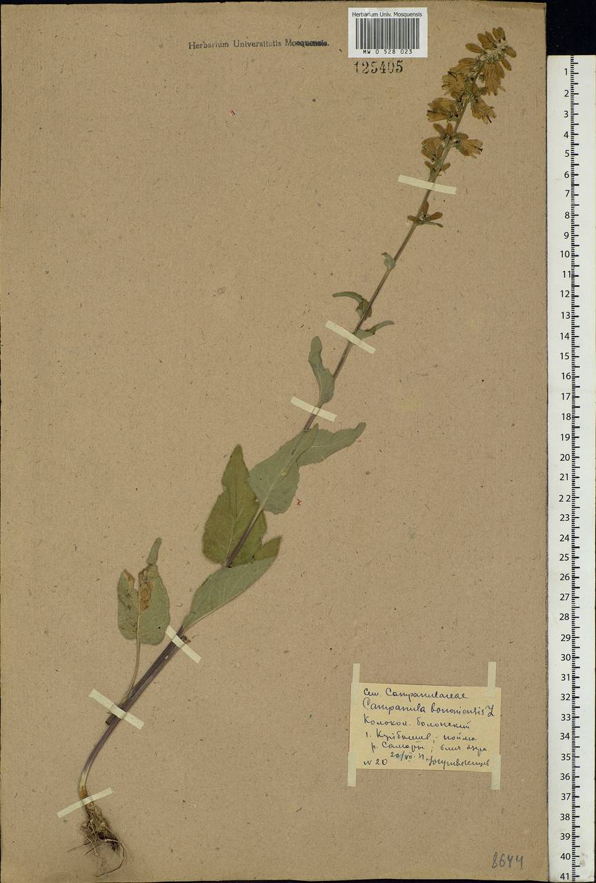 Campanula bononiensis L., Eastern Europe, Middle Volga region (E8) (Russia)