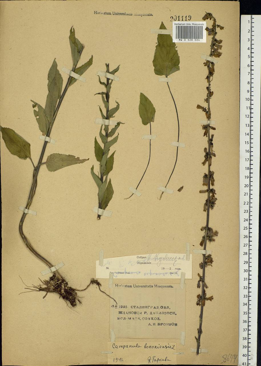 Campanula bononiensis L., Eastern Europe, Lower Volga region (E9) (Russia)