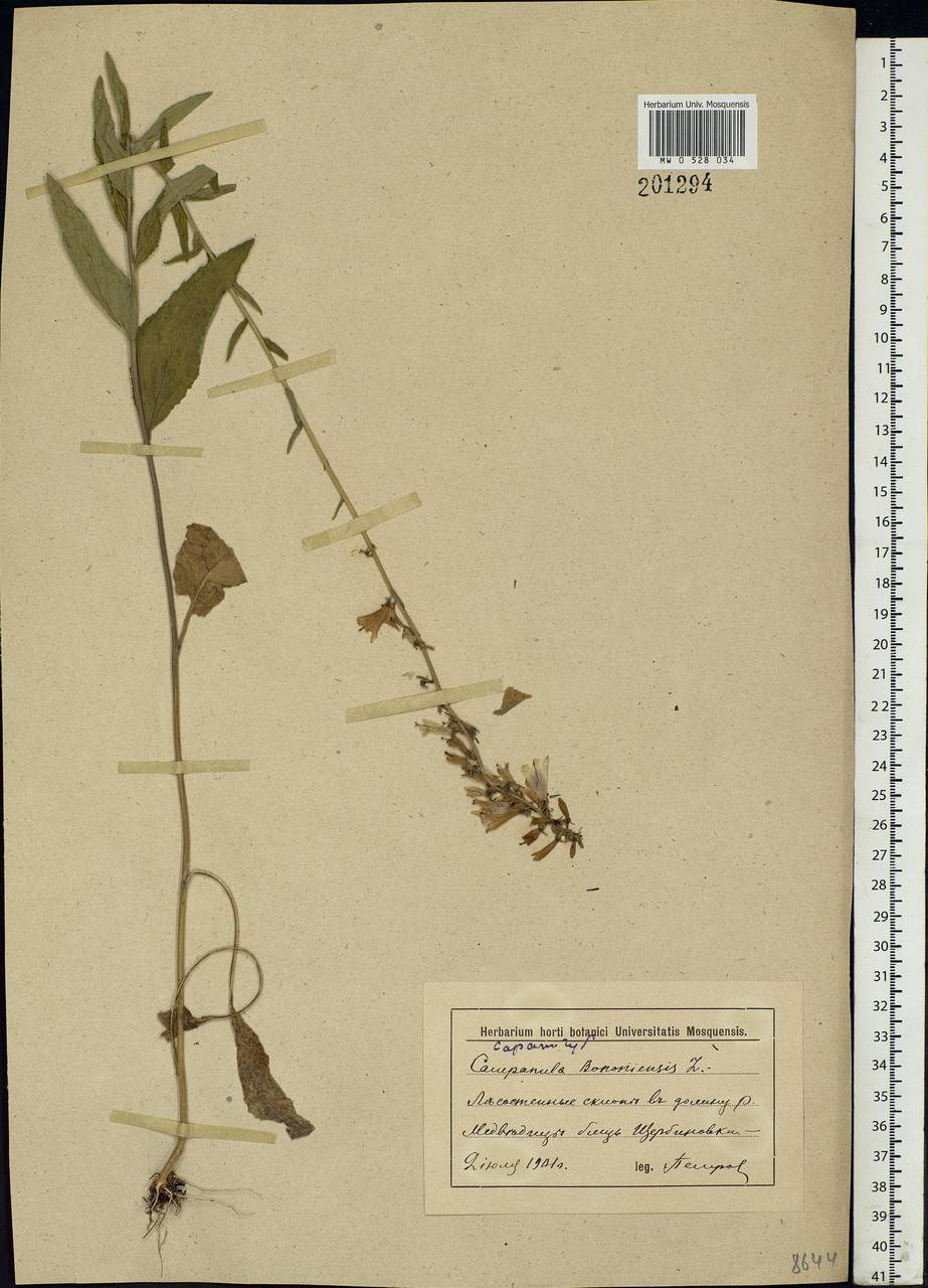 Campanula bononiensis L., Eastern Europe, Lower Volga region (E9) (Russia)