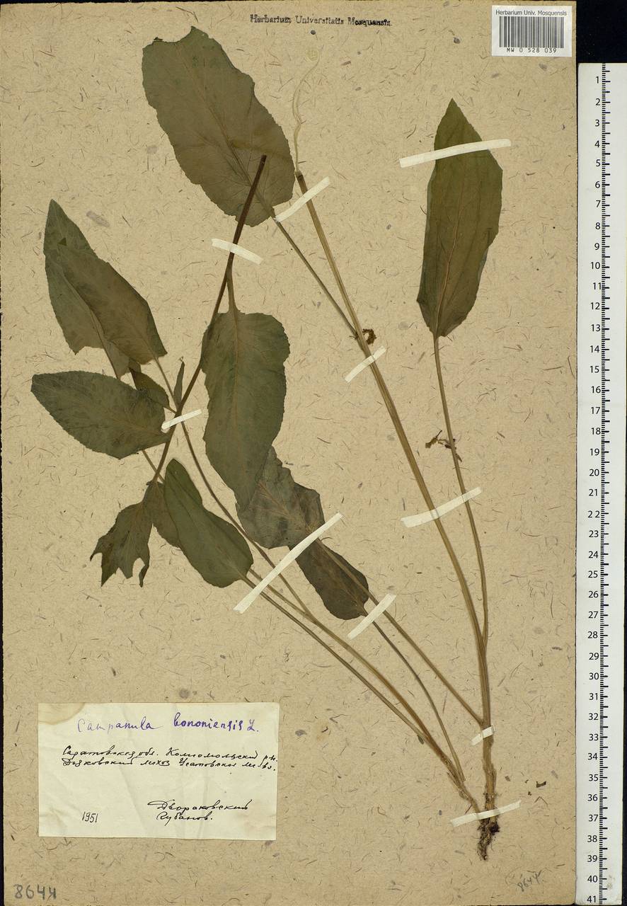 Campanula bononiensis L., Eastern Europe, Lower Volga region (E9) (Russia)