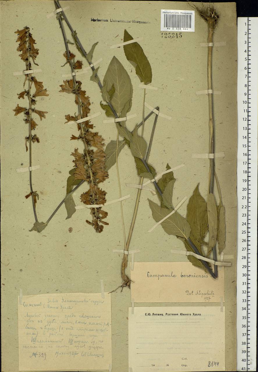 Campanula bononiensis L., Eastern Europe, Eastern region (E10) (Russia)