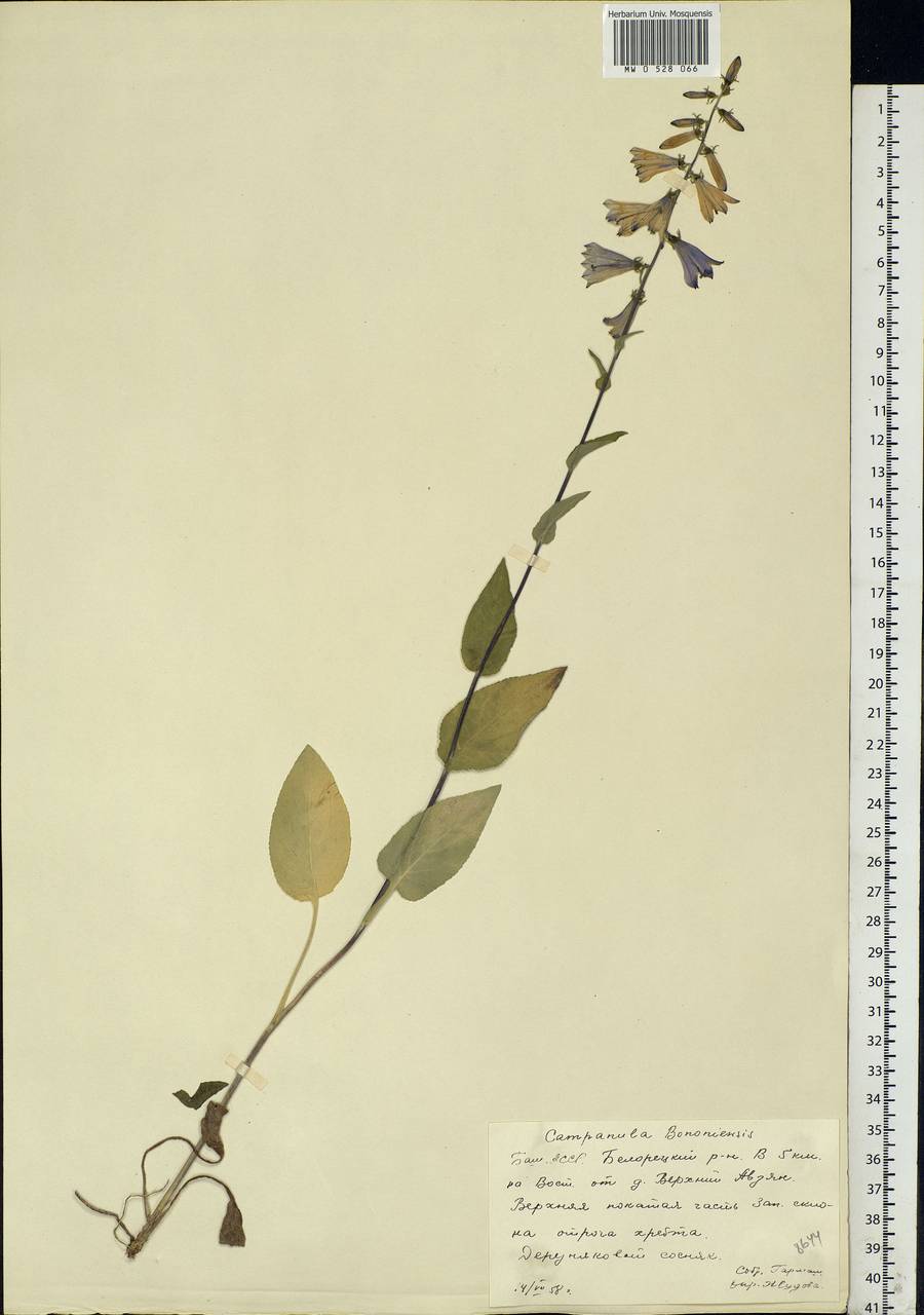 Campanula bononiensis L., Eastern Europe, Eastern region (E10) (Russia)