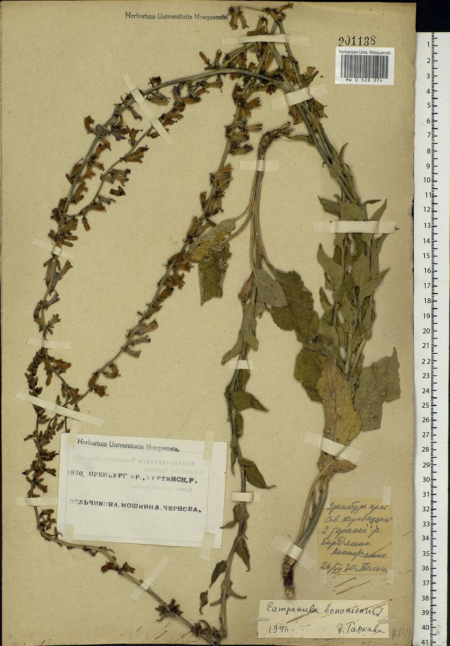 Campanula bononiensis L., Eastern Europe, Eastern region (E10) (Russia)