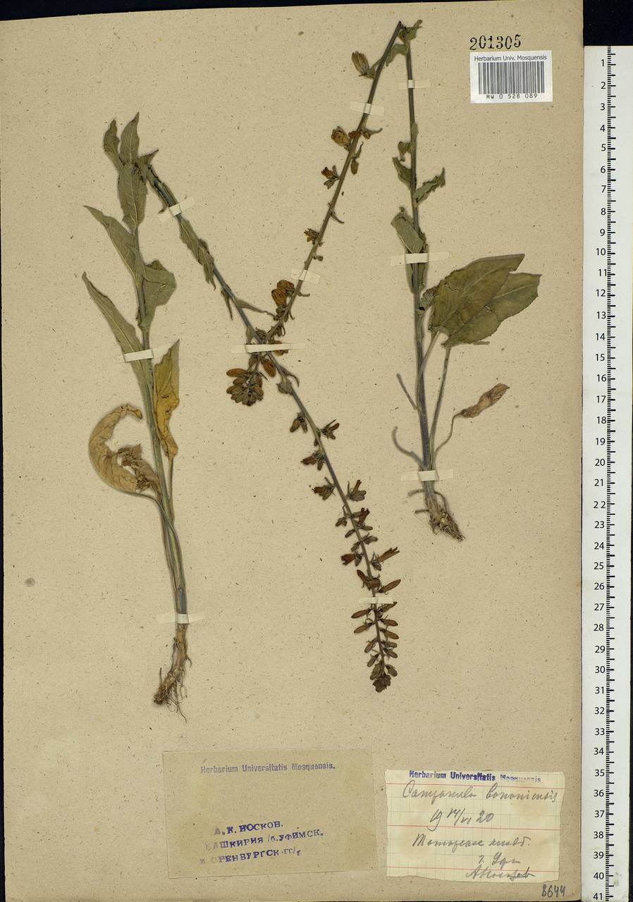 Campanula bononiensis L., Eastern Europe, Eastern region (E10) (Russia)