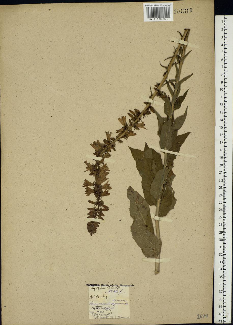 Campanula bononiensis L., Eastern Europe, Eastern region (E10) (Russia)