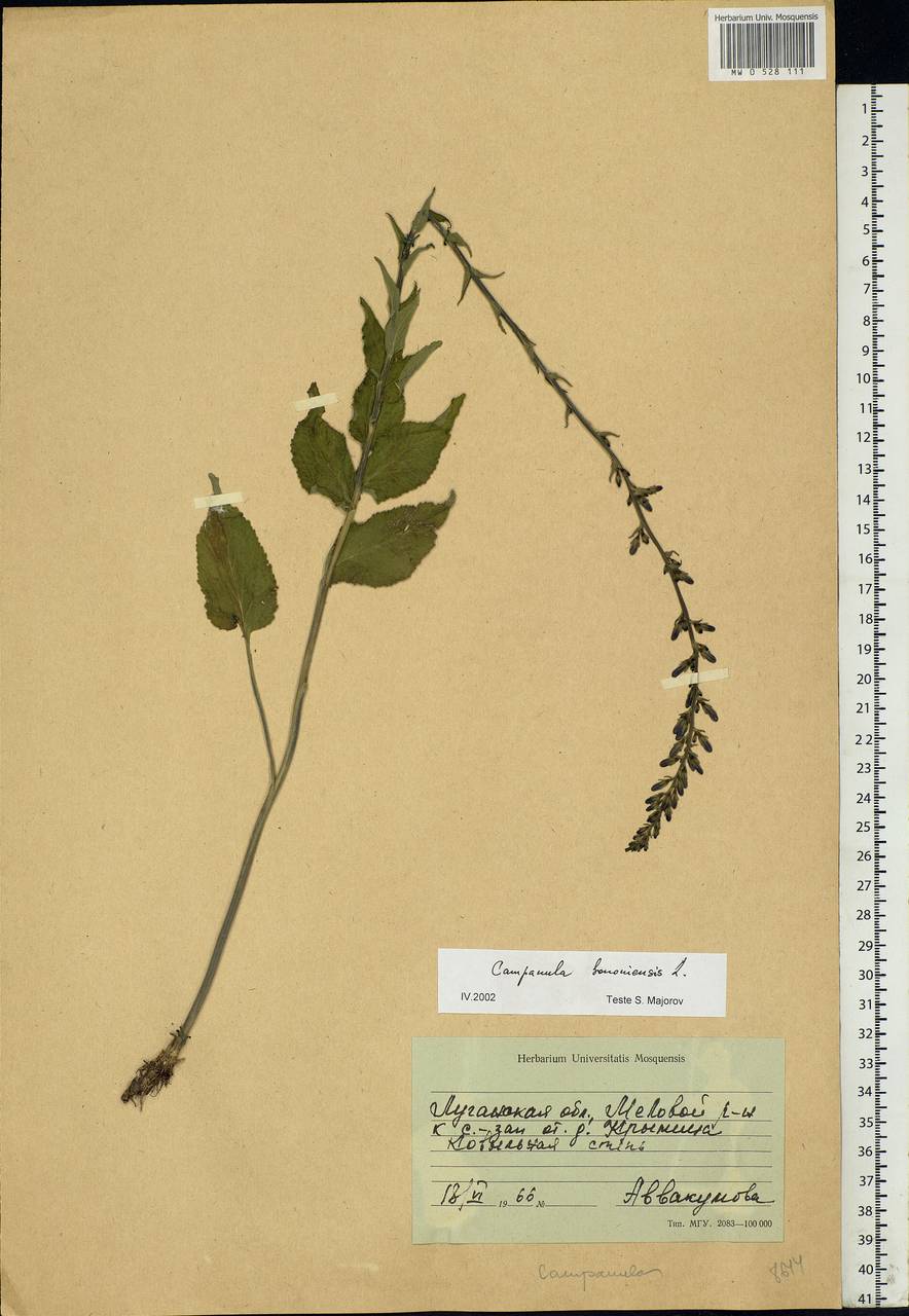 Campanula bononiensis L., Eastern Europe, North Ukrainian region (E11) (Ukraine)