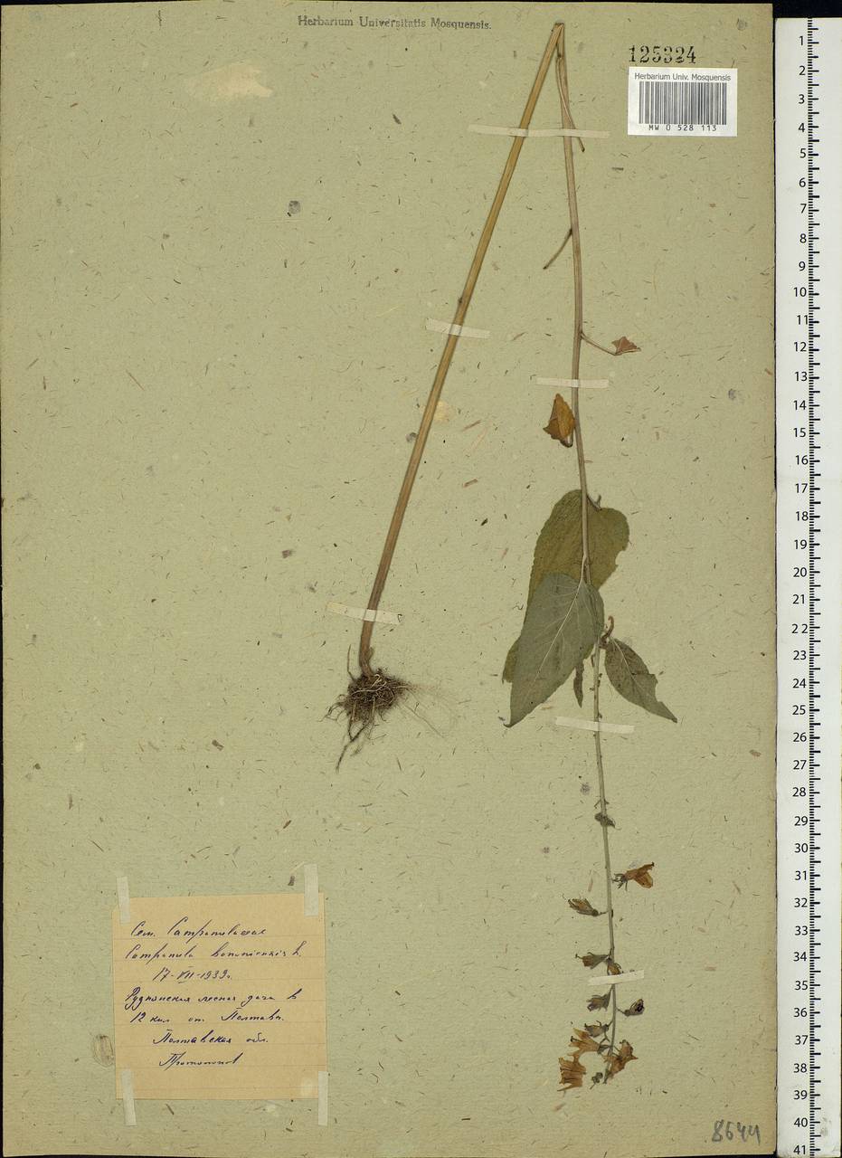 Campanula bononiensis L., Eastern Europe, North Ukrainian region (E11) (Ukraine)