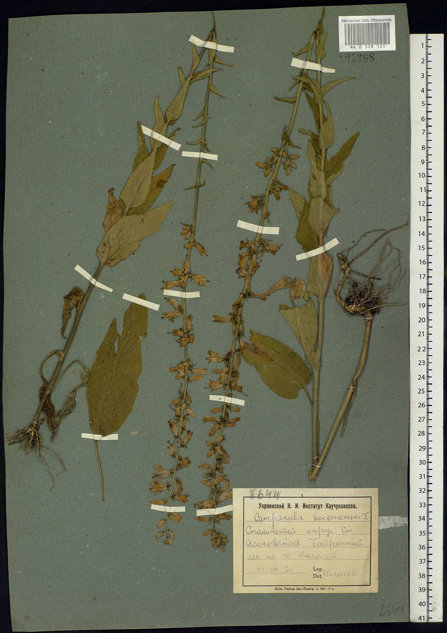 Campanula bononiensis L., Eastern Europe, South Ukrainian region (E12) (Ukraine)