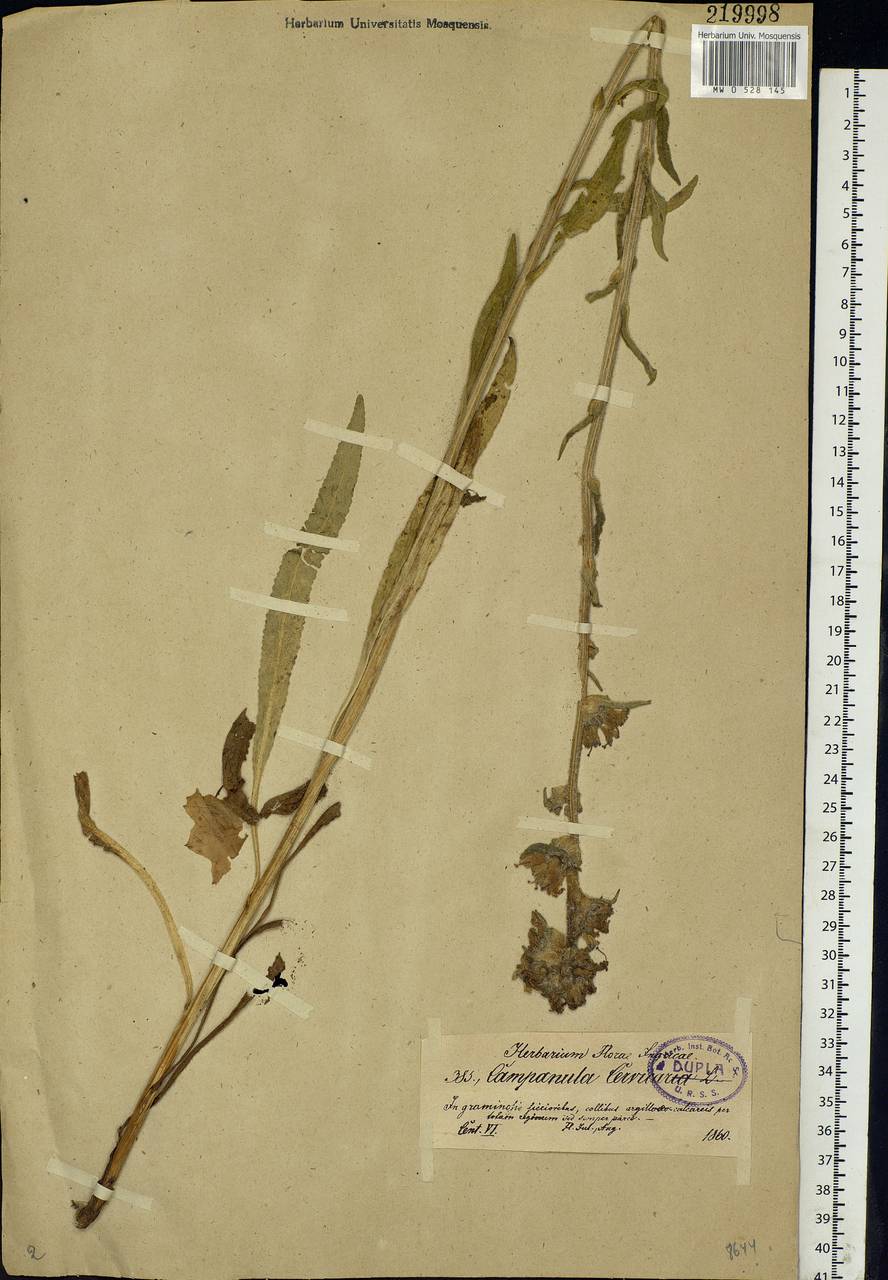 Campanula cervicaria L., Eastern Europe, North-Western region (E2) (Russia)