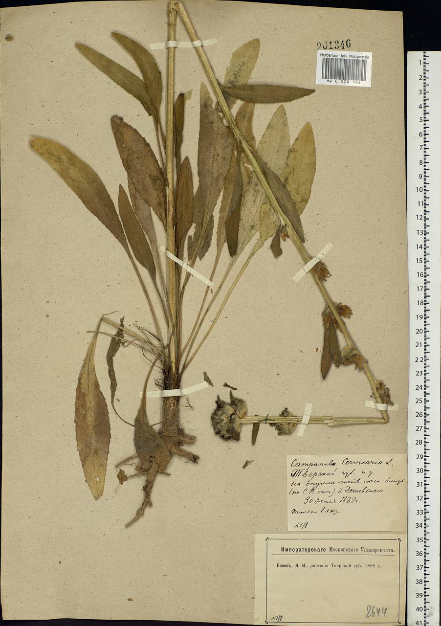 Campanula cervicaria L., Eastern Europe, North-Western region (E2) (Russia)