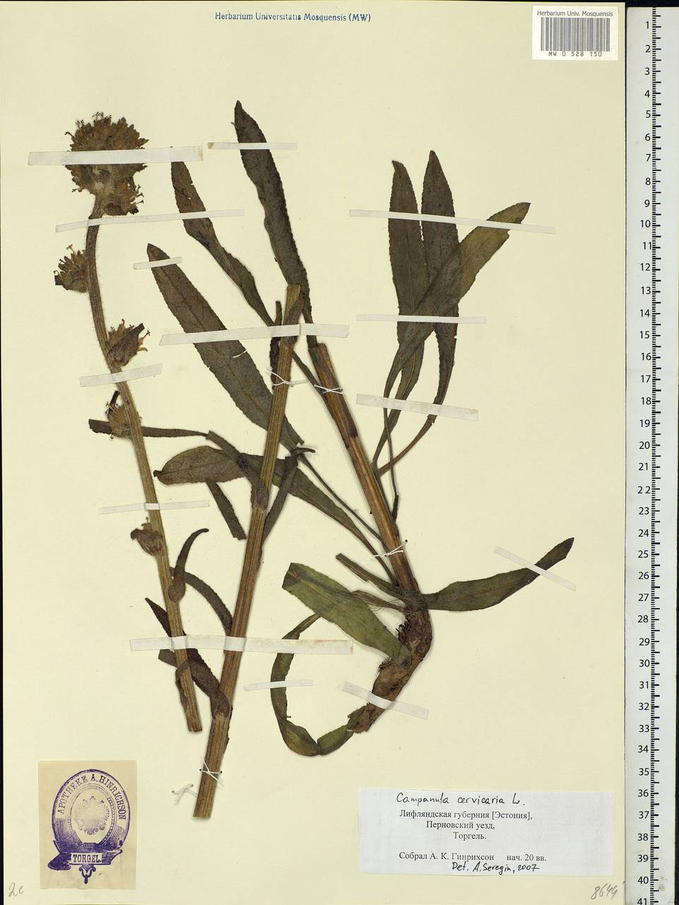 Campanula cervicaria L., Eastern Europe, Estonia (E2c) (Estonia)