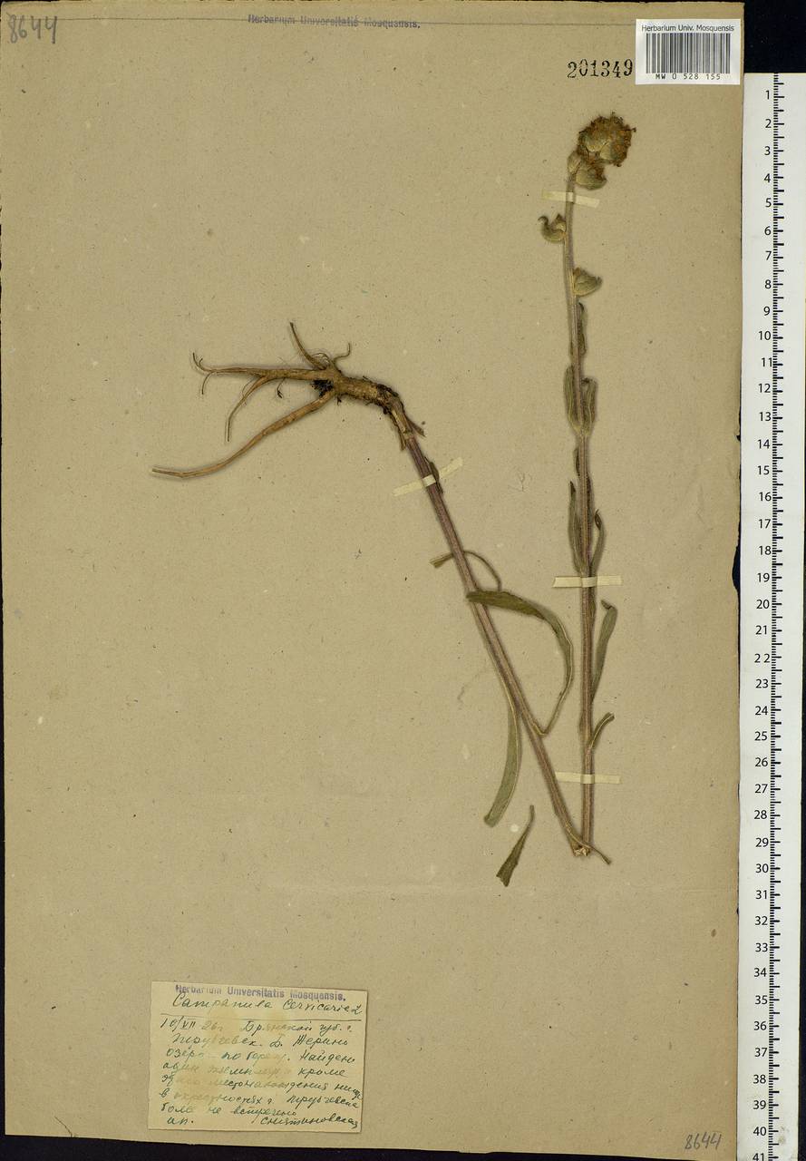 Campanula cervicaria L., Eastern Europe, Western region (E3) (Russia)