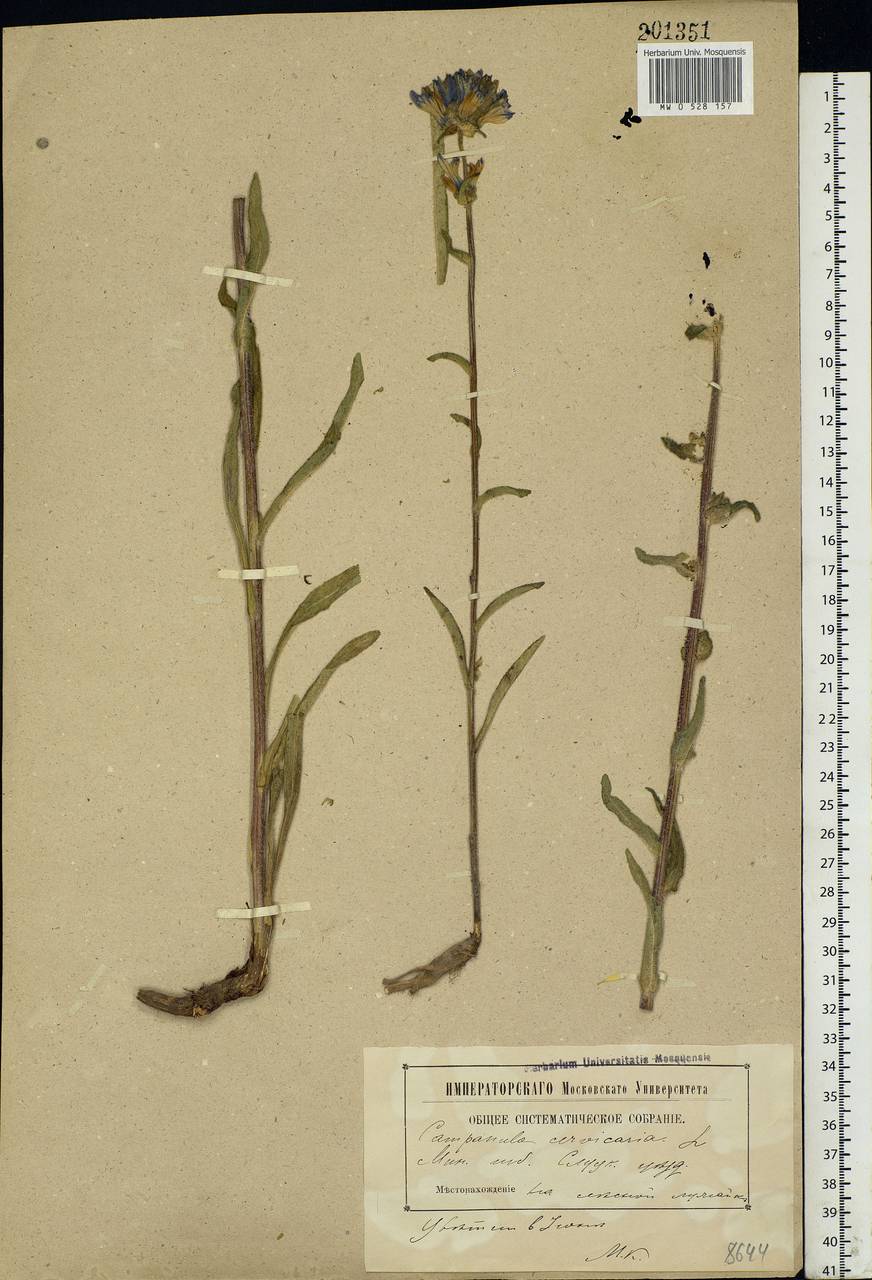 Campanula cervicaria L., Eastern Europe, Belarus (E3a) (Belarus)