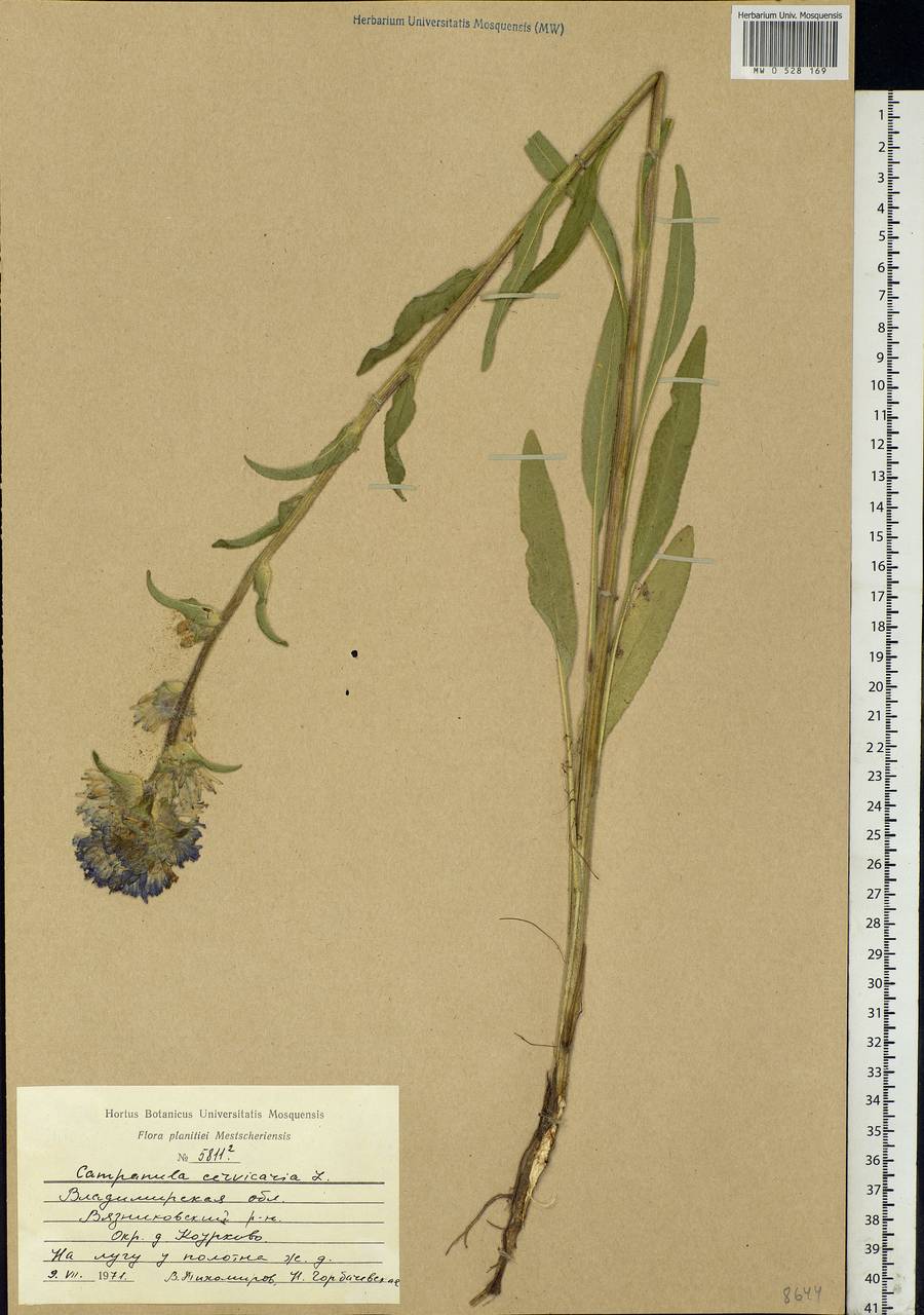 Campanula cervicaria L., Eastern Europe, Central region (E4) (Russia)