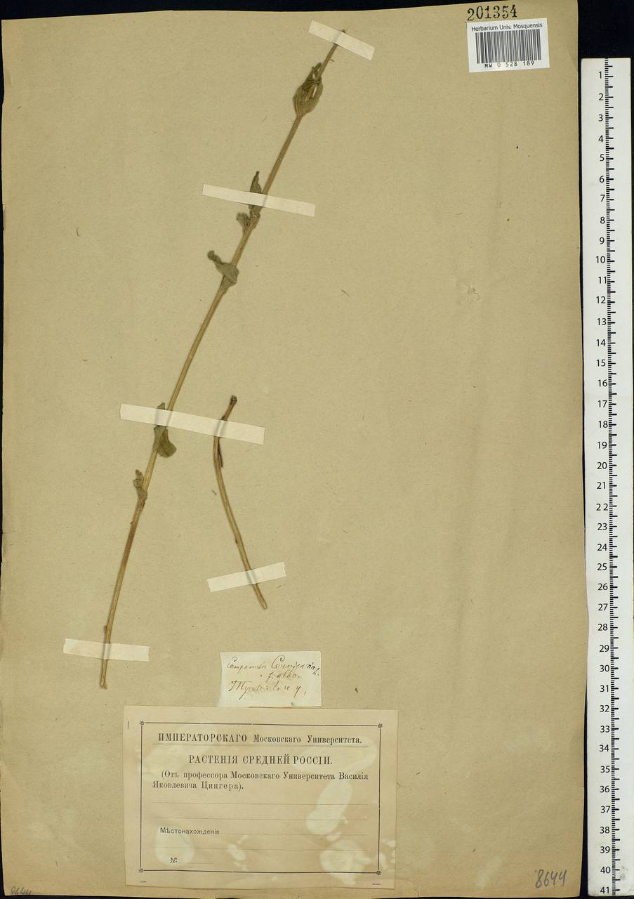 Campanula cervicaria L., Eastern Europe, Central region (E4) (Russia)