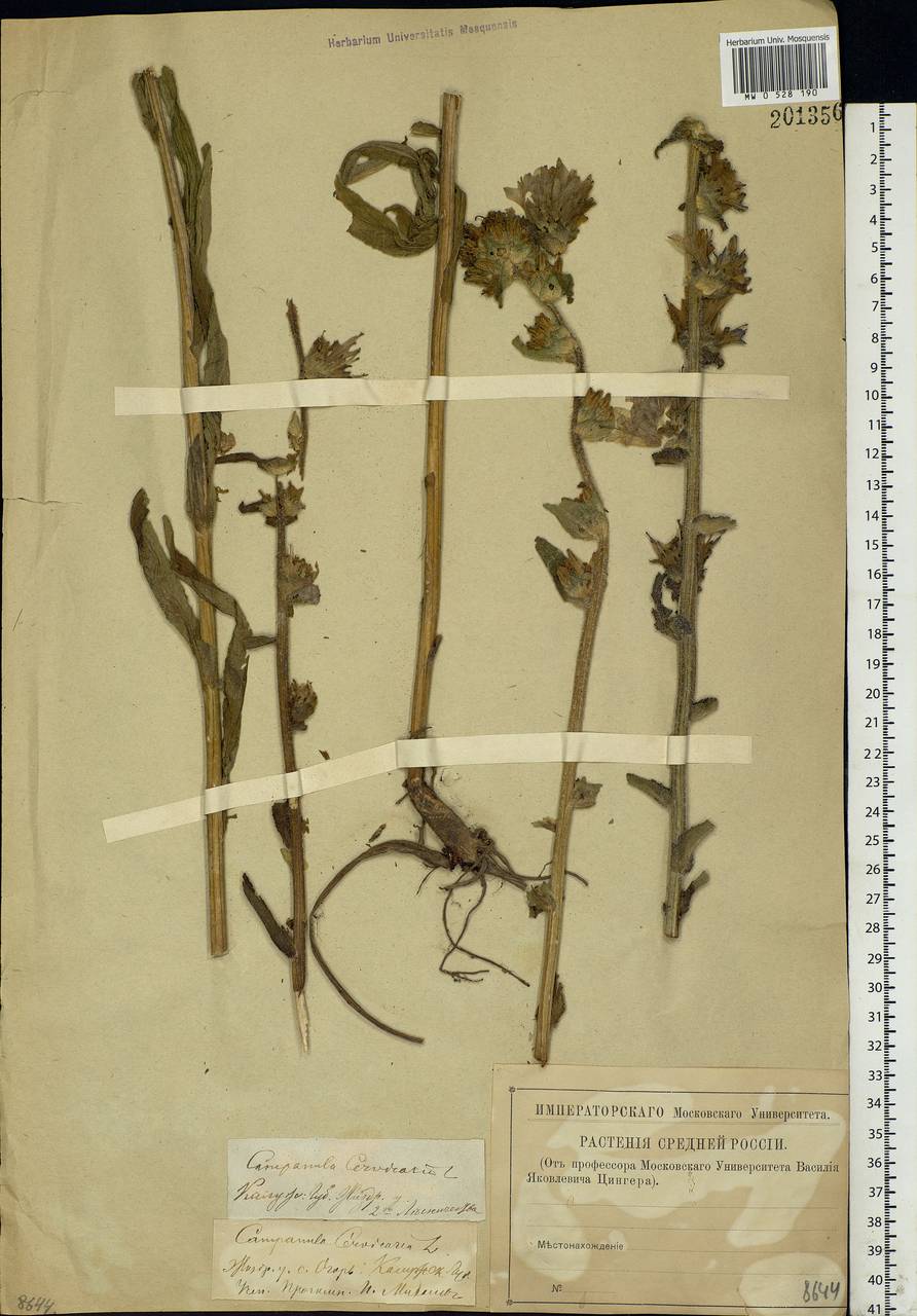 Campanula cervicaria L., Eastern Europe, Central region (E4) (Russia)