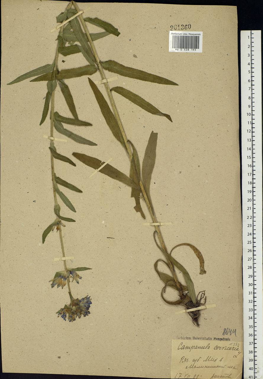 Campanula cervicaria L., Eastern Europe, Central region (E4) (Russia)