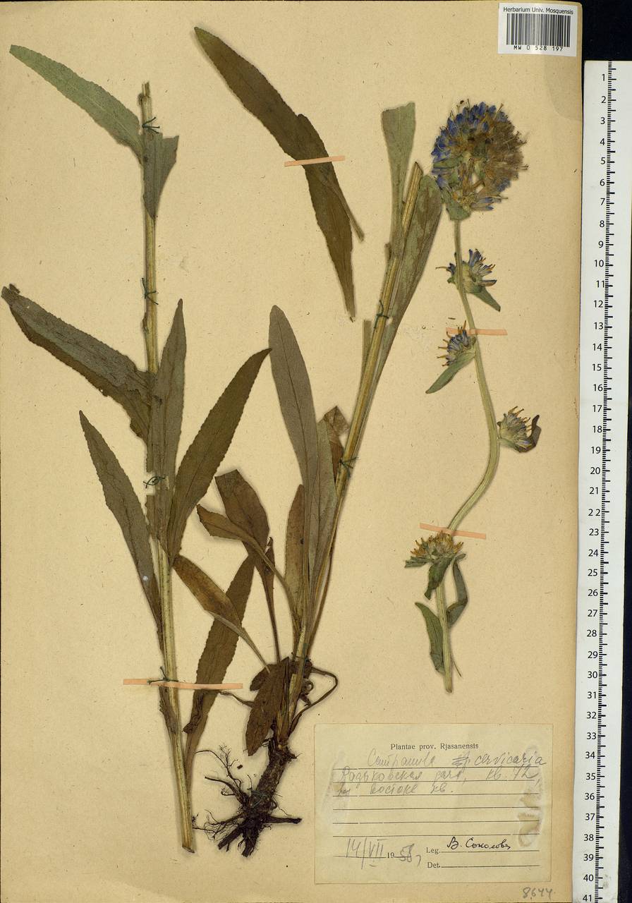 Campanula cervicaria L., Eastern Europe, Central region (E4) (Russia)