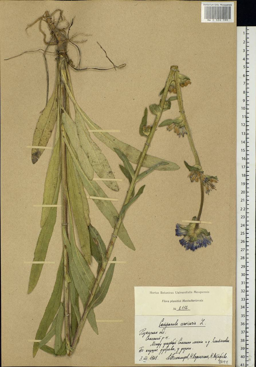 Campanula cervicaria L., Eastern Europe, Central region (E4) (Russia)