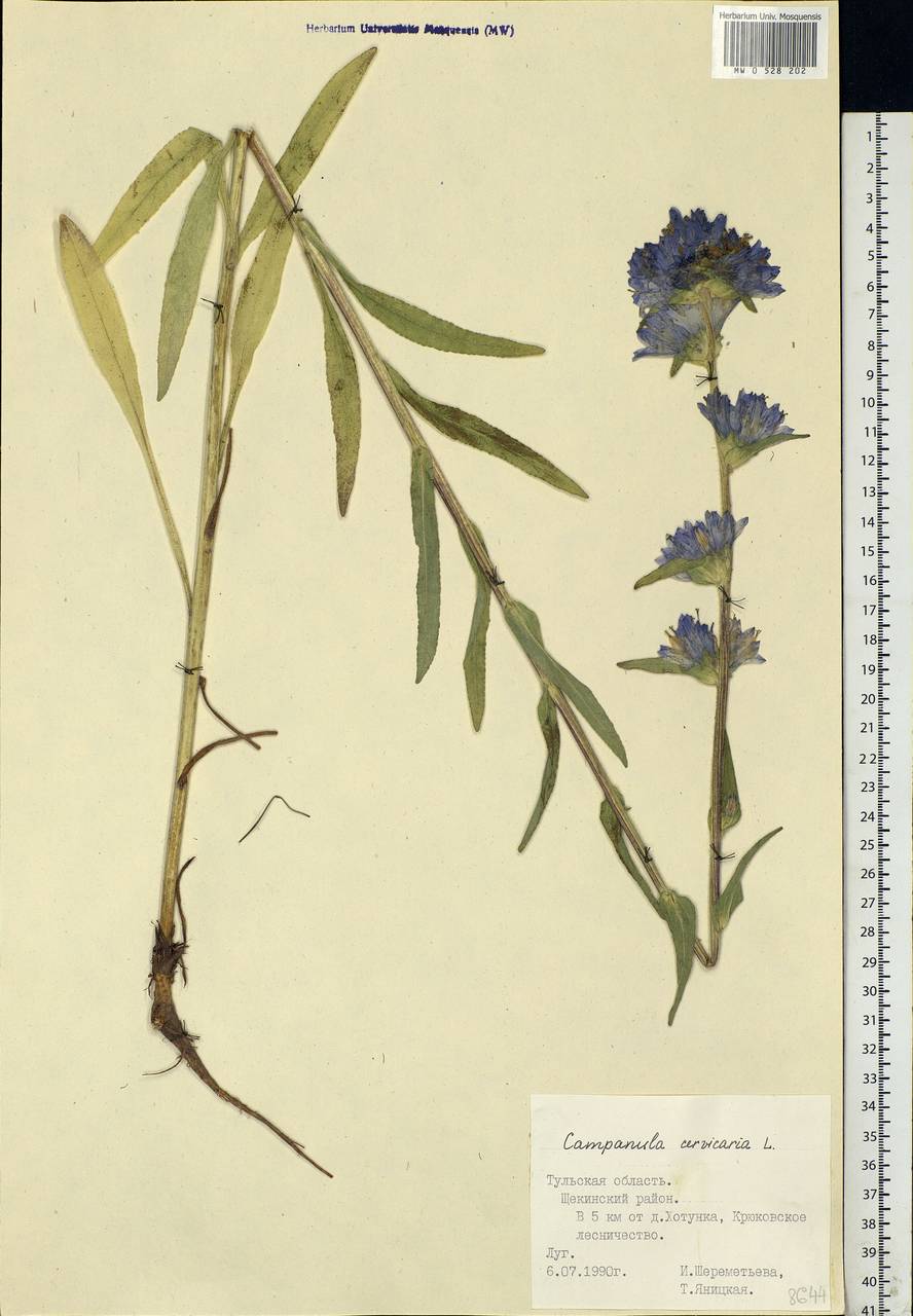 Campanula cervicaria L., Eastern Europe, Central region (E4) (Russia)
