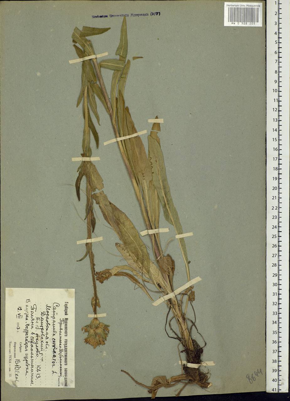 Campanula cervicaria L., Eastern Europe, Moscow region (E4a) (Russia)