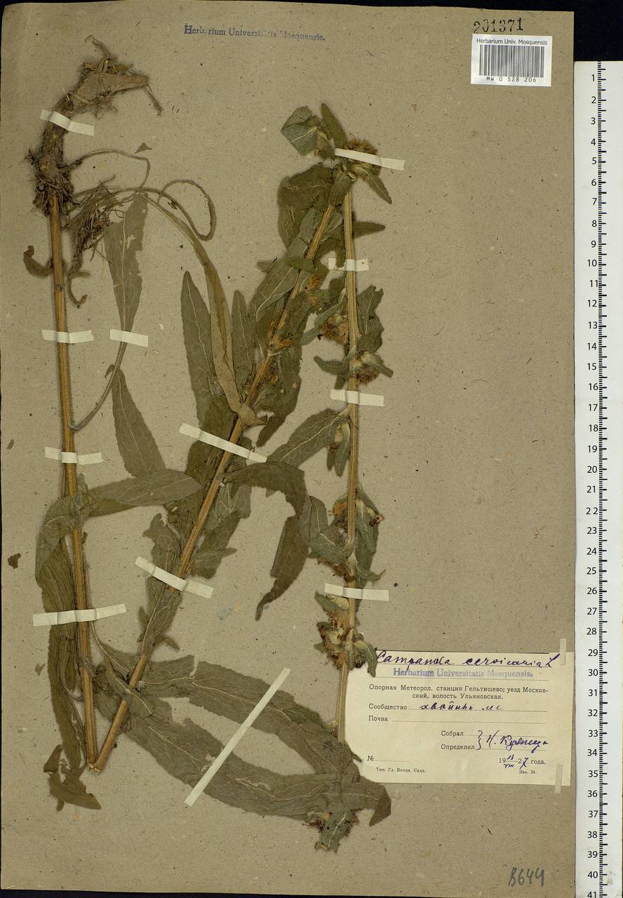 Campanula cervicaria L., Eastern Europe, Moscow region (E4a) (Russia)