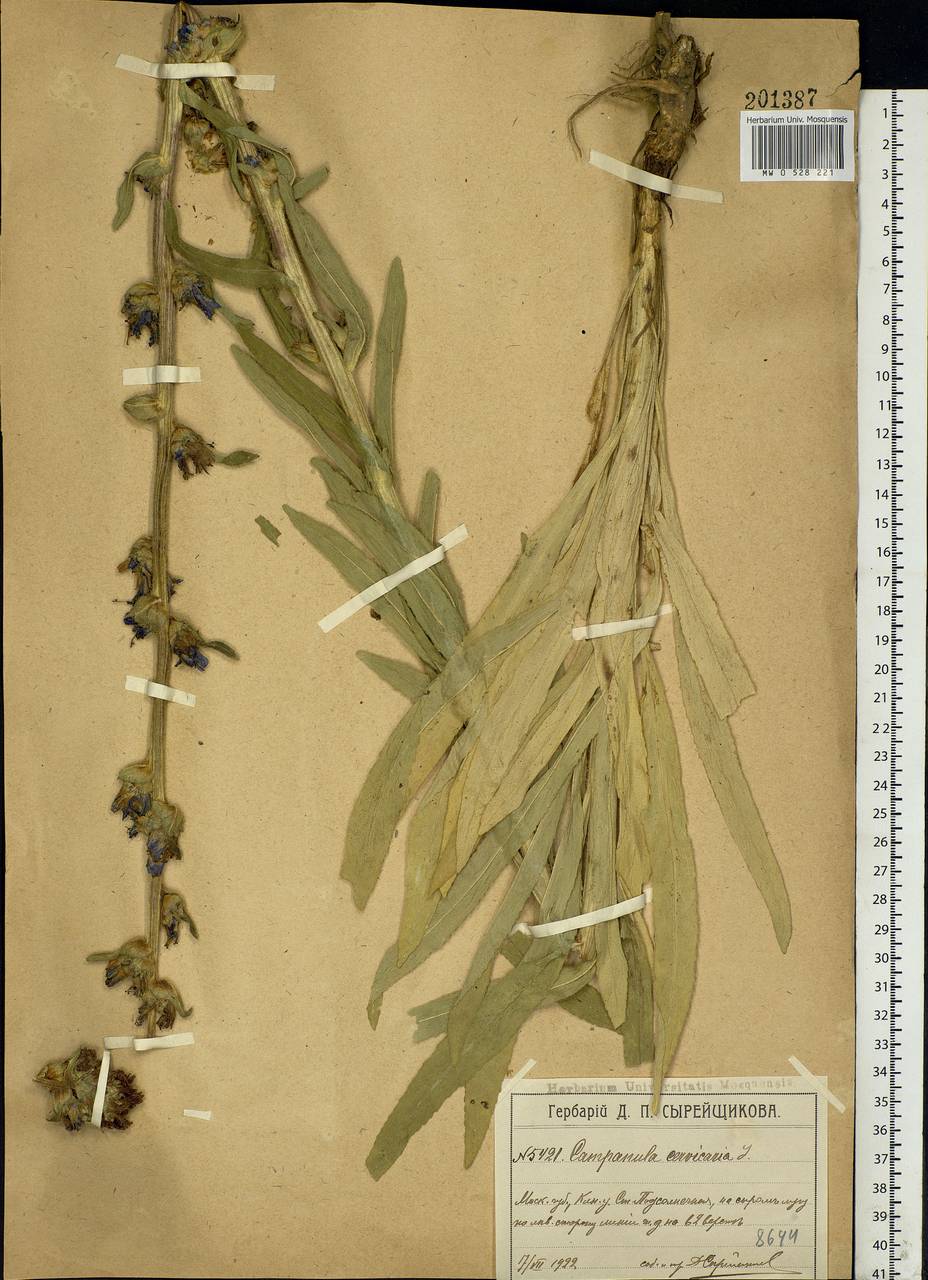 Campanula cervicaria L., Eastern Europe, Moscow region (E4a) (Russia)