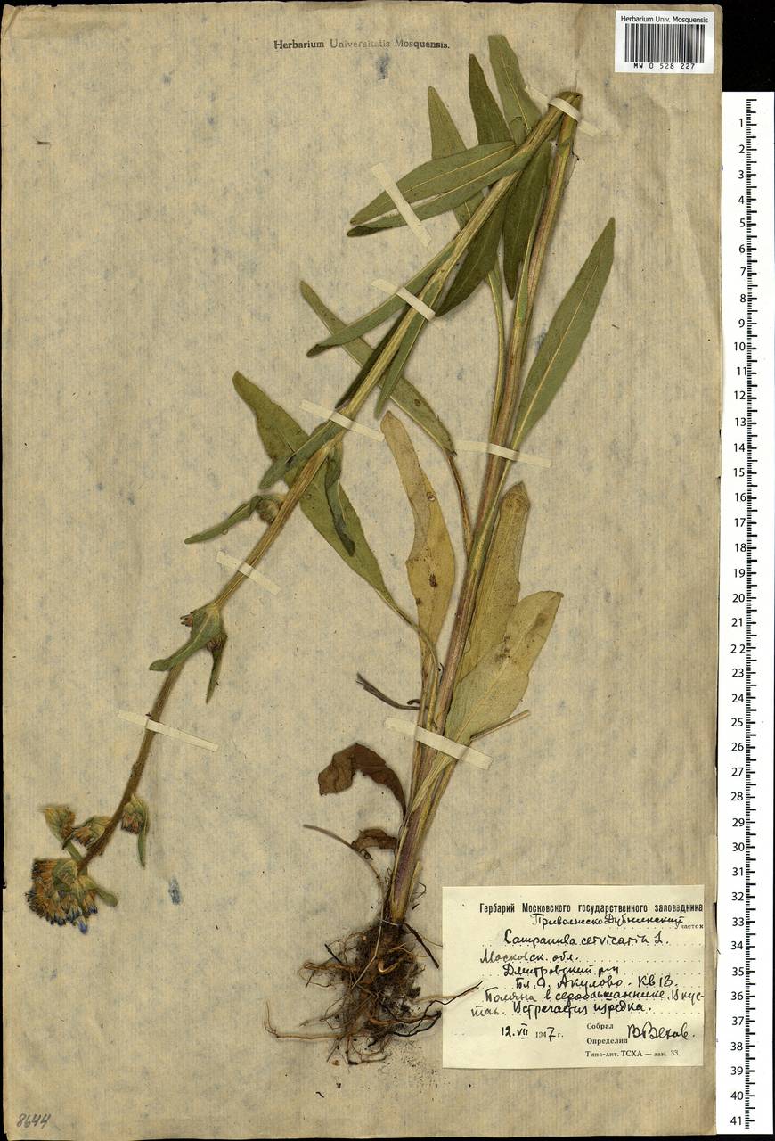 Campanula cervicaria L., Eastern Europe, Moscow region (E4a) (Russia)