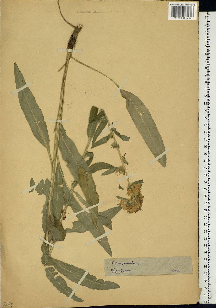 Campanula cervicaria L., Eastern Europe, Moscow region (E4a) (Russia)