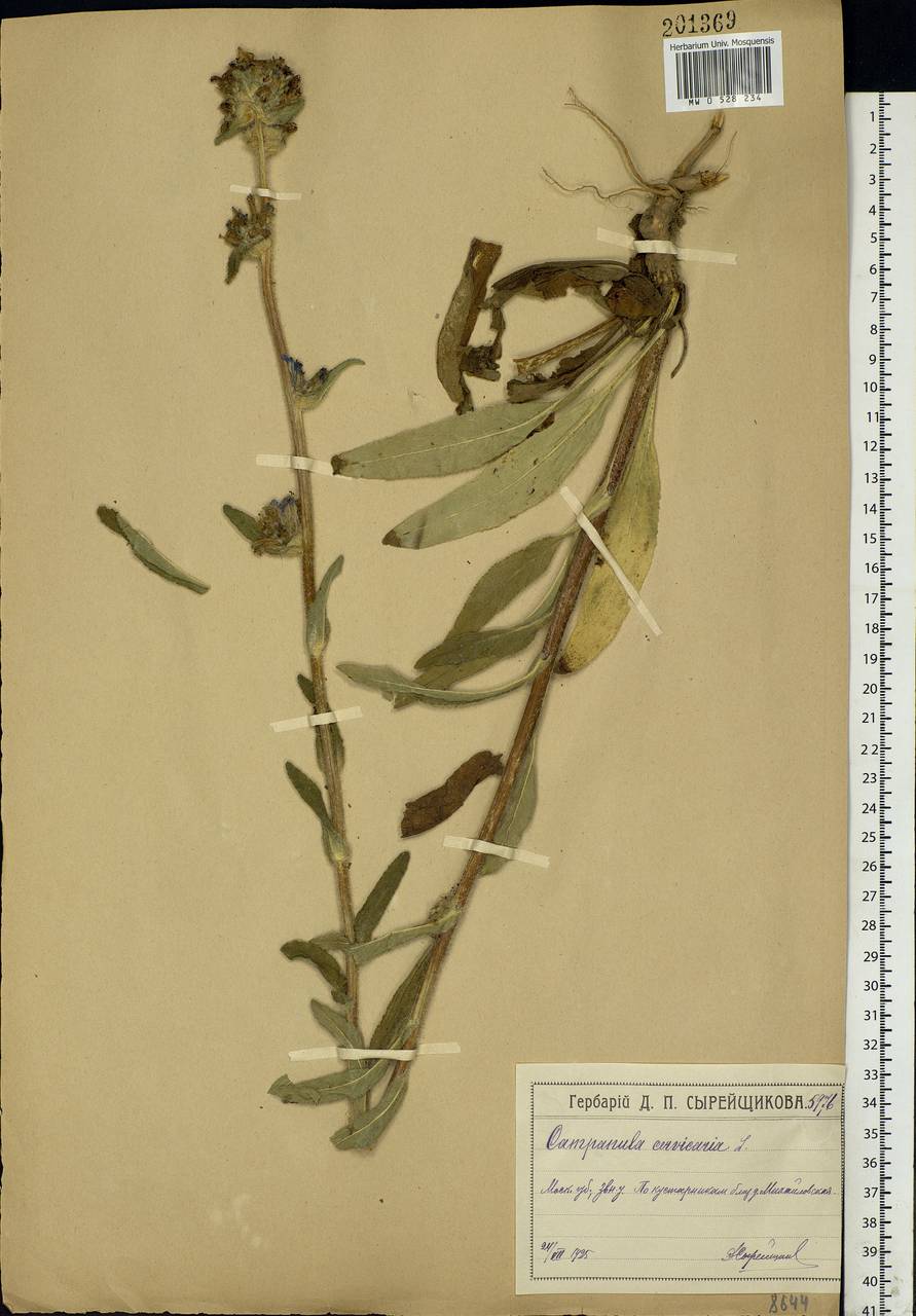 Campanula cervicaria L., Eastern Europe, Moscow region (E4a) (Russia)