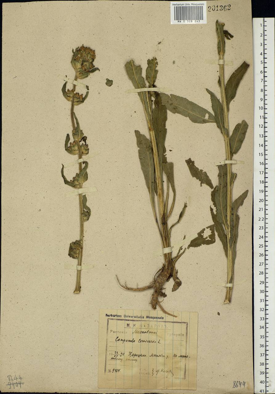 Campanula cervicaria L., Eastern Europe, Moscow region (E4a) (Russia)