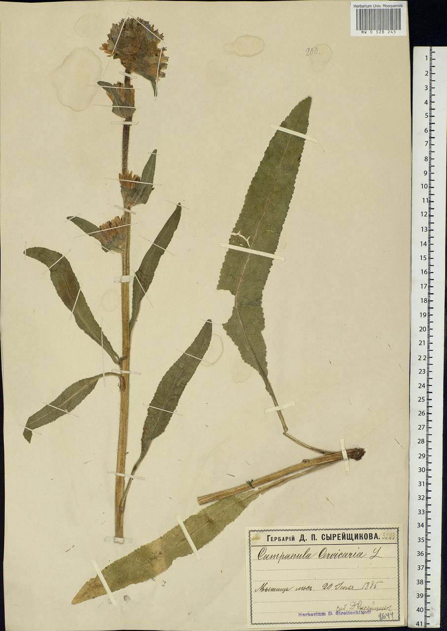 Campanula cervicaria L., Eastern Europe, Moscow region (E4a) (Russia)