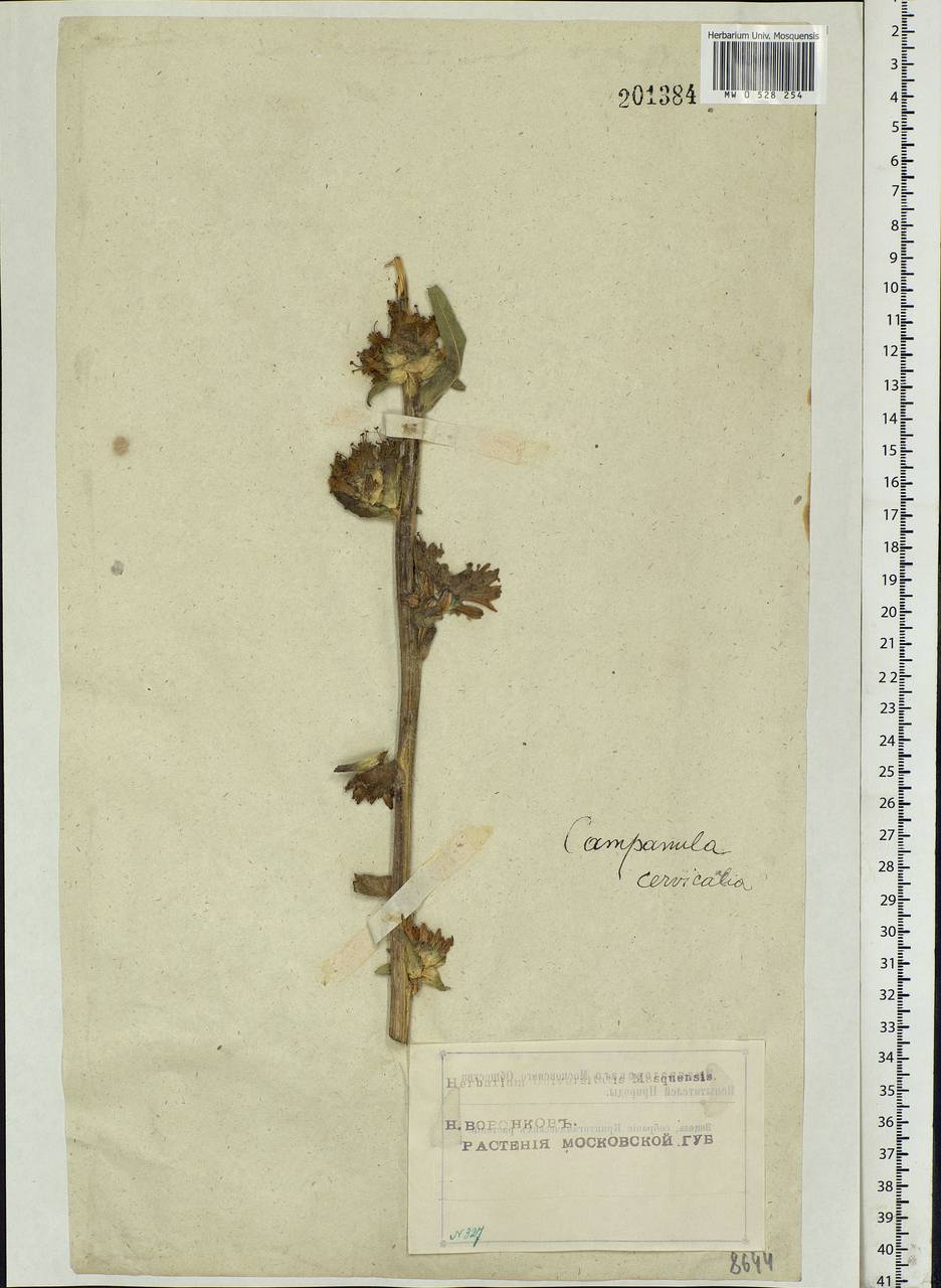 Campanula cervicaria L., Eastern Europe, Moscow region (E4a) (Russia)