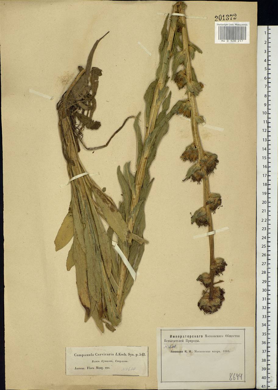 Campanula cervicaria L., Eastern Europe, Moscow region (E4a) (Russia)