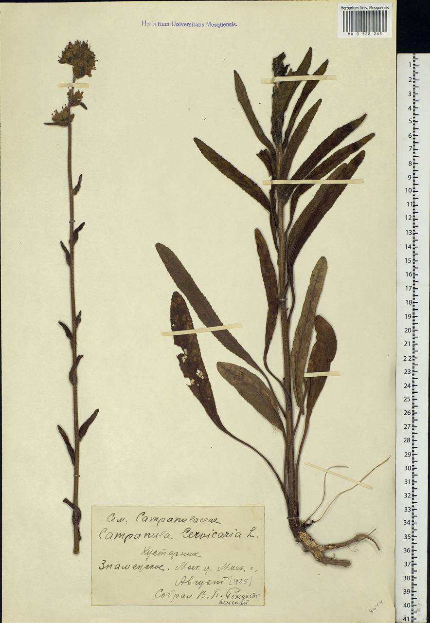 Campanula cervicaria L., Eastern Europe, Moscow region (E4a) (Russia)