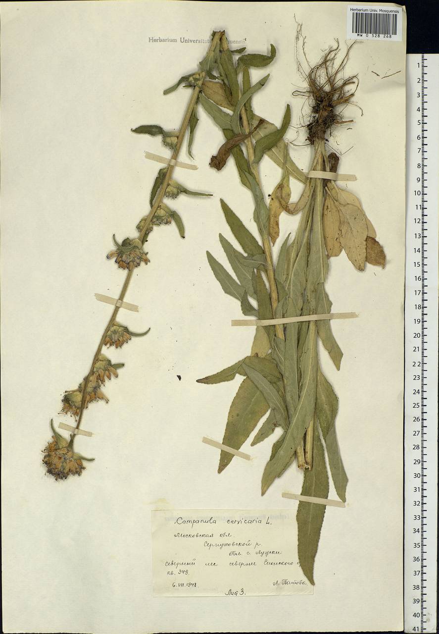 Campanula cervicaria L., Eastern Europe, Moscow region (E4a) (Russia)