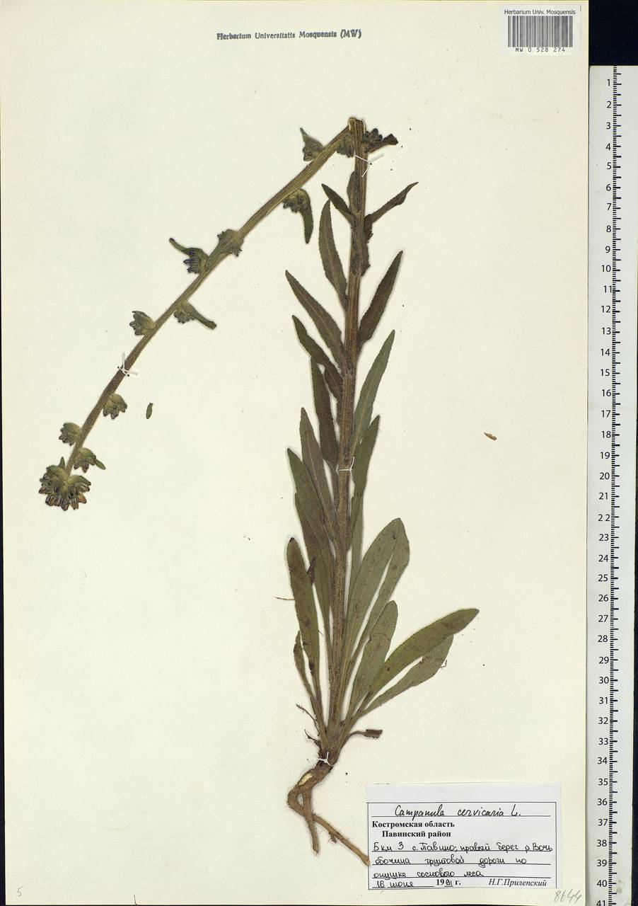 Campanula cervicaria L., Eastern Europe, Central forest region (E5) (Russia)