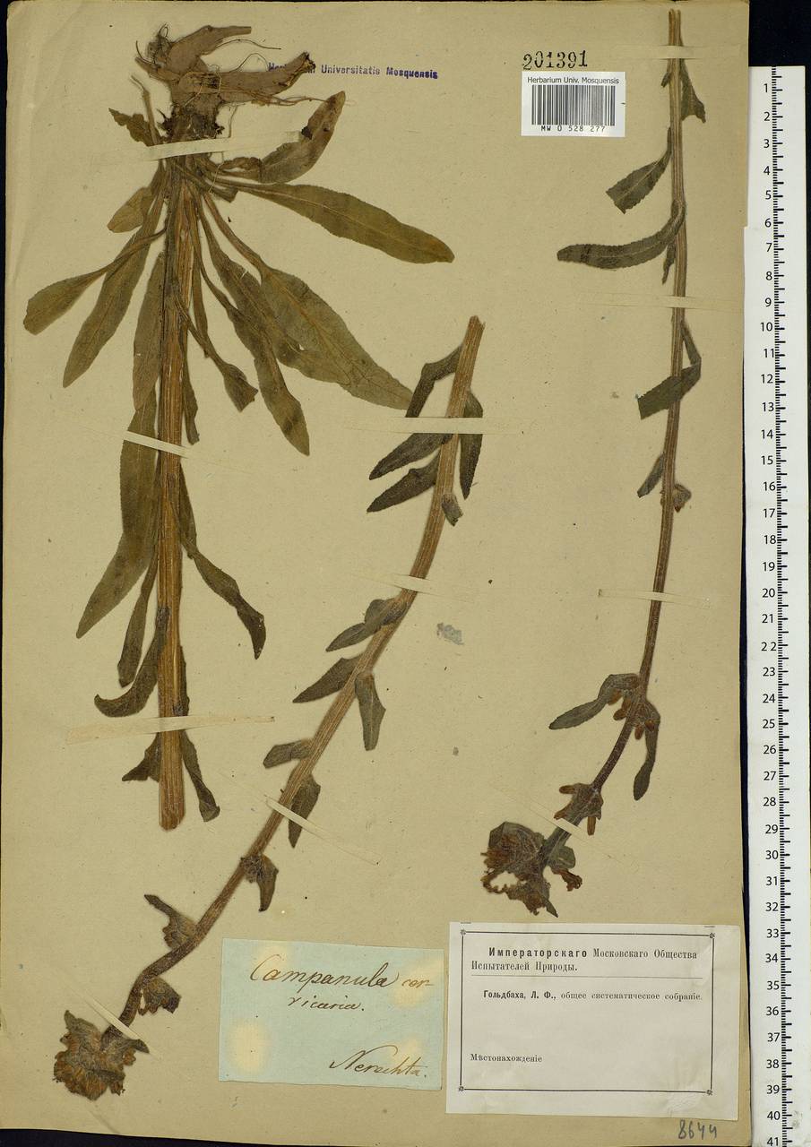 Campanula cervicaria L., Eastern Europe, Central forest region (E5) (Russia)