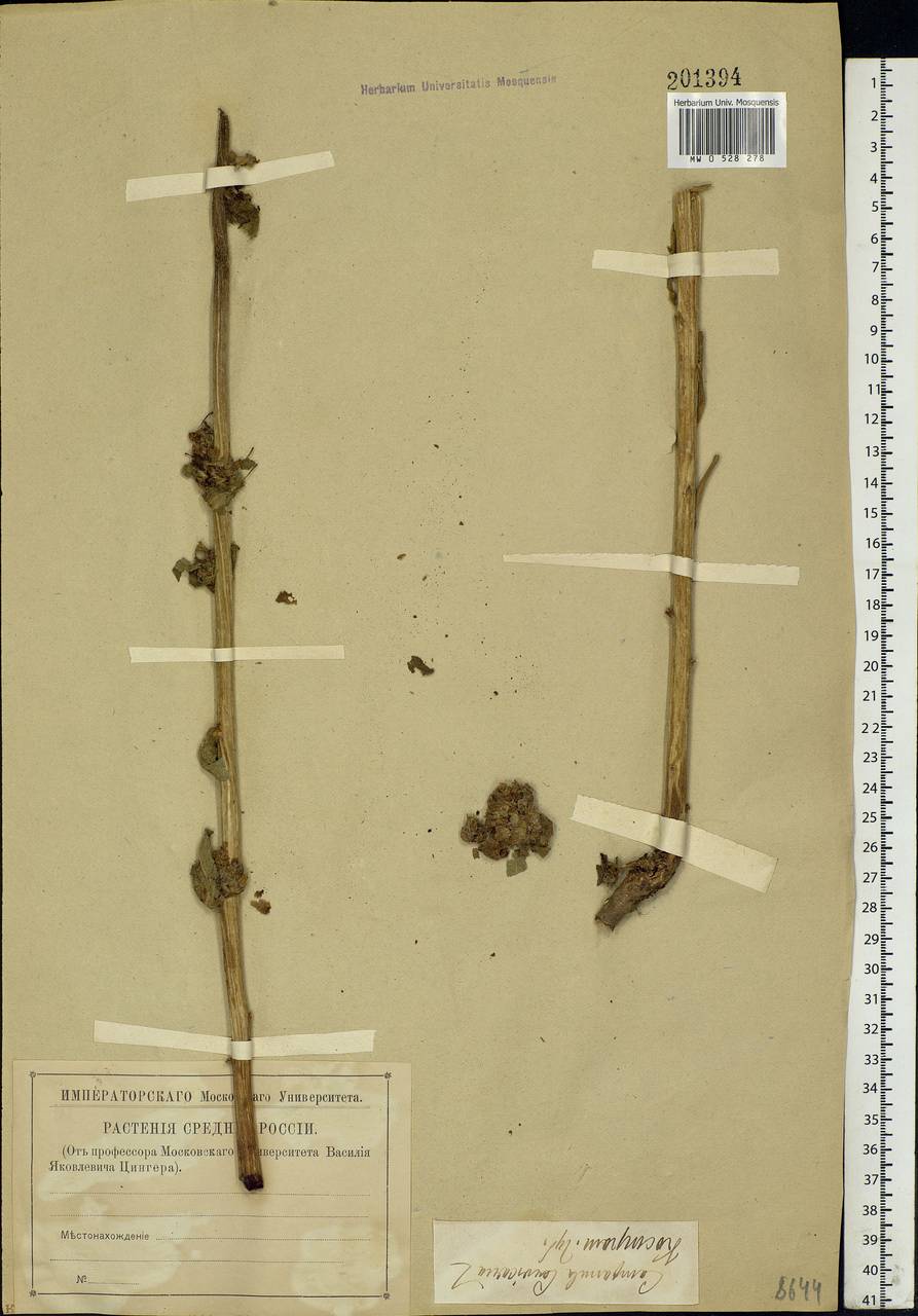 Campanula cervicaria L., Eastern Europe, Central forest region (E5) (Russia)