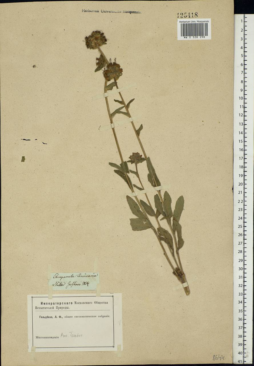 Campanula cervicaria L., Eastern Europe, Central forest-and-steppe region (E6) (Russia)