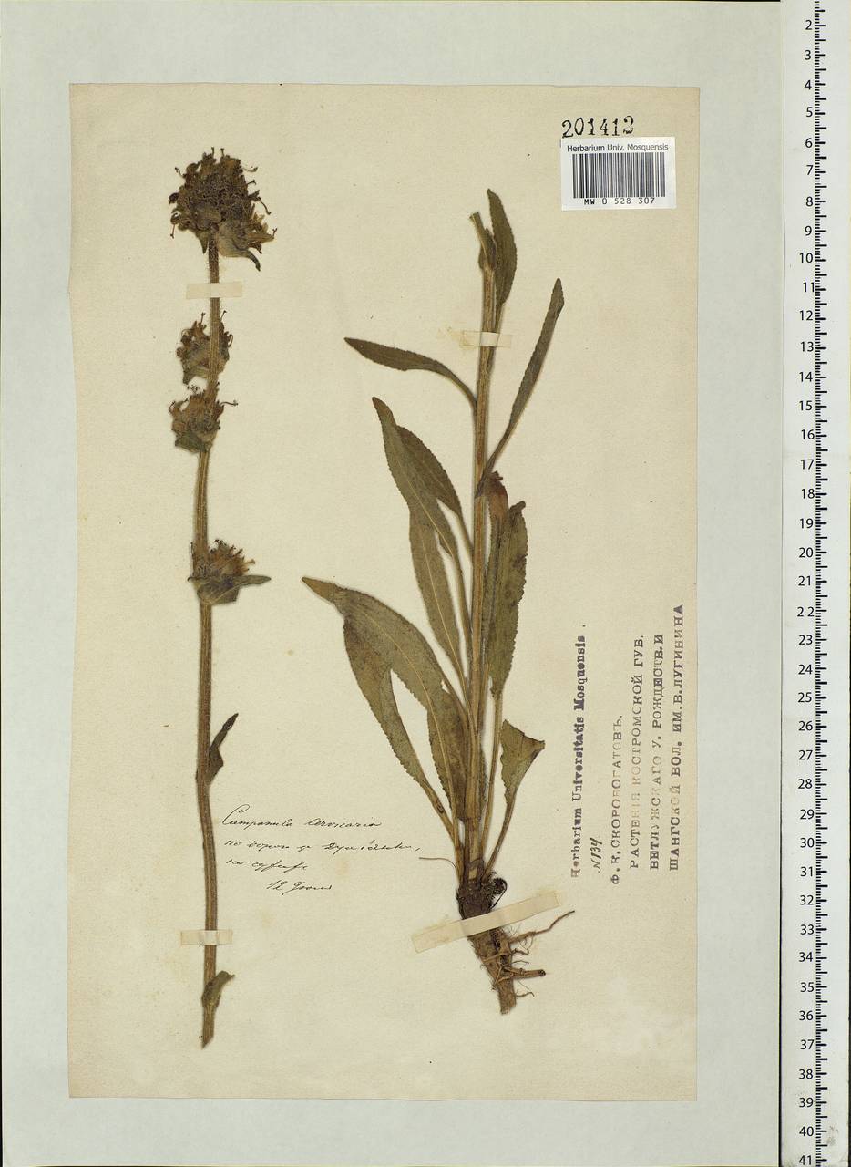 Campanula cervicaria L., Eastern Europe, Volga-Kama region (E7) (Russia)