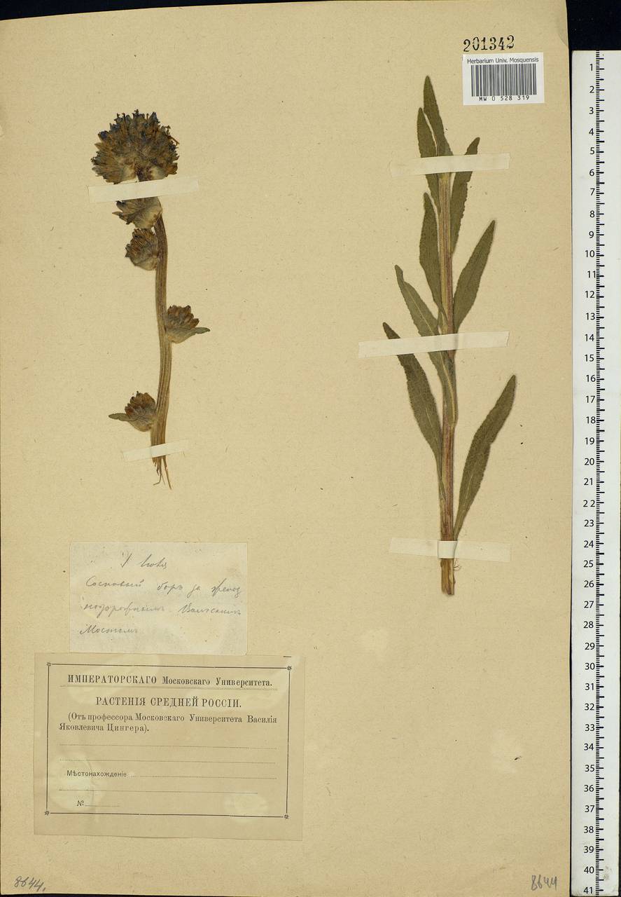 Campanula cervicaria L., Eastern Europe, Volga-Kama region (E7) (Russia)