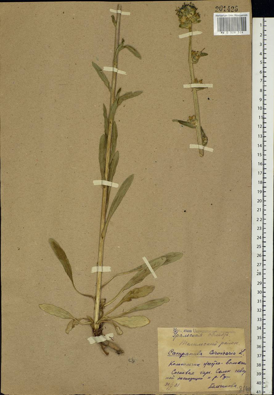 Campanula cervicaria L., Eastern Europe, Eastern region (E10) (Russia)